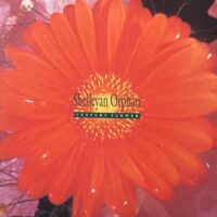 SHELLEYAN ORPHAN / CENTURY FLOWER / LP /