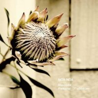 NOA NOA / BLACKBIRD / PANTANAL (7" SHORT VER.) / 7" /